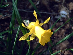 Spanish daffodil (Narcissus hispanicus)