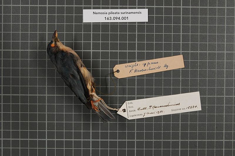 File:Naturalis Biodiversity Center - RMNH.AVES.15834 1 - Nemosia pileata surinamensis Zimmer, 1947 - Emberizidae - bird skin specimen.jpeg