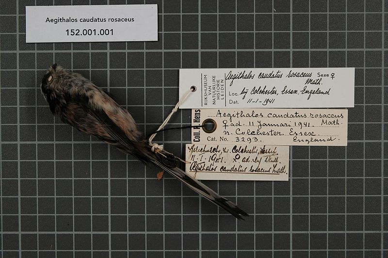 File:Naturalis Biodiversity Center - RMNH.AVES.57950 1 - Aegithalos caudatus rosaceus Mathews, 1937 - Aegithalidae - bird skin specimen.jpeg