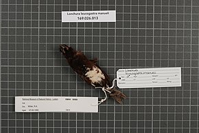 Descrizione dell'immagine Naturalis Biodiversity Center - RMNH.AVES.99989 2 - Lonchura leucogastra manueli Parkes, 1958 - Estrildidae - bird skin specimen.jpeg.