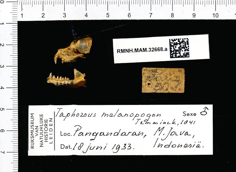 File:Naturalis Biodiversity Center - RMNH.MAM.32668.a lat - Taphozous melanopogon - skull.jpeg