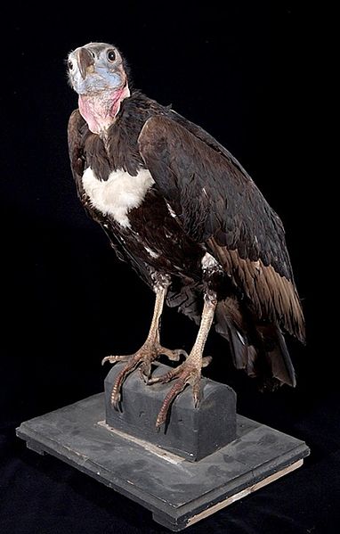 File:Naturalis Biodiversity Center - ZMA.AVES.3211 - Aegypius calvus Scopoli, 1786 - Accipitridae - skin specimen.jpeg