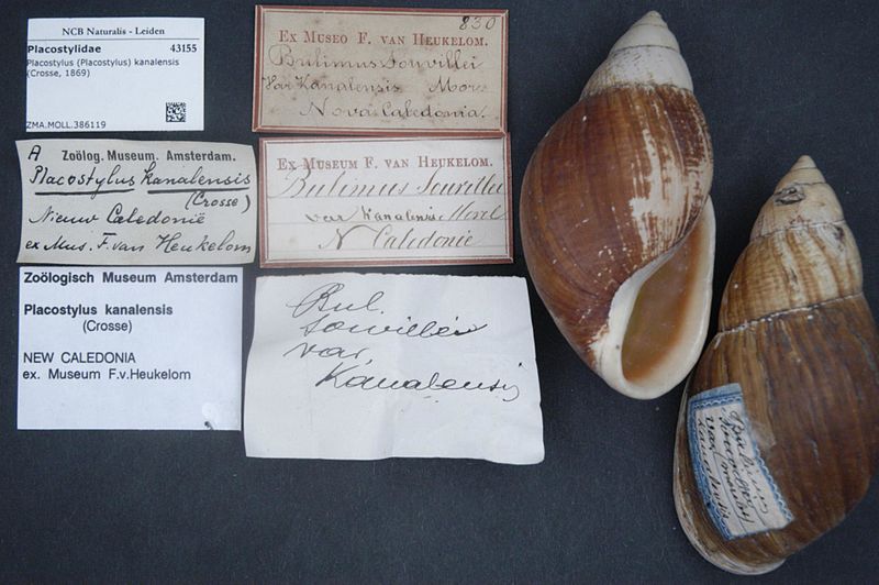 File:Naturalis Biodiversity Center - ZMA.MOLL.386119 - Placostylus (Placostylus) kanalensis (Crosse, 1869) - Placostylidae - Mollusc shell.jpeg