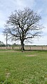 Deutsch: Naturdenkmal 73 „Eiche östlich des Bauernhofes“, Forstinning, Weiler Wind, Landkreis Ebersberg