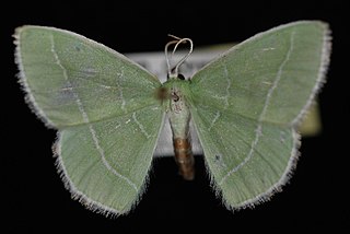 <i>Nemoria tuscarora</i> Species of moth