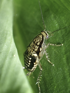 <i>Neoblattella detersa</i> Species of cockroach