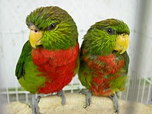 Neopsittacus musschenbroekii -two captive-8a.jpg