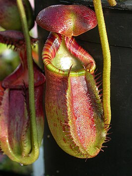 Nepenthes ephippiata