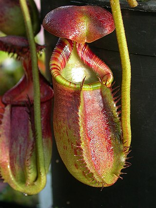 <i>Nepenthes ephippiata</i> Species of pitcher plant from Borneo