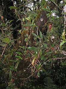 Nepenthes talangensis growing in mossy upper montane forest Nepenthes talangensis5.jpg