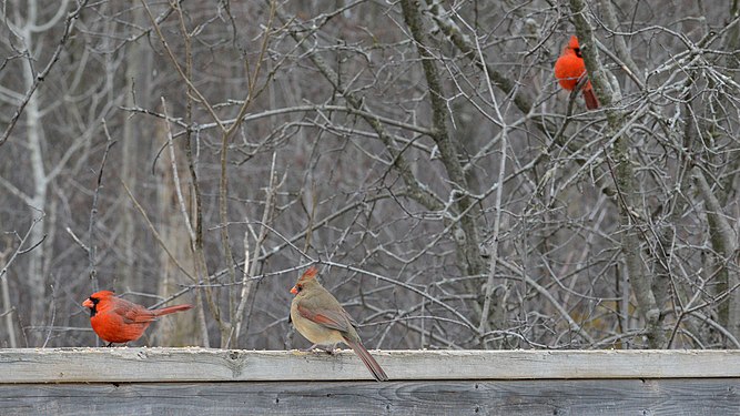 Northern Cardinals (Cardinalis cardinalis)