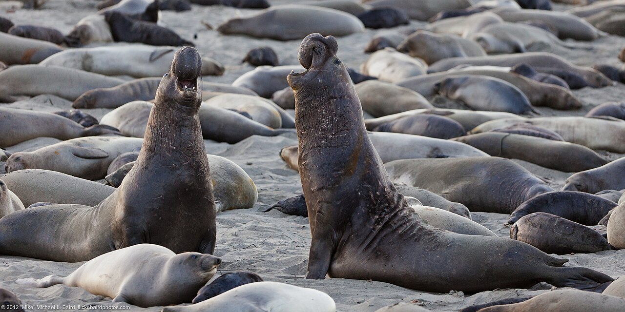 polygyny animals