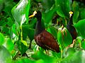 Jacanas roux (Parc national de Tortuguero, Costa Rica)