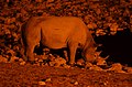 Nosorožec u napajedla v Okaukuejo, Etosha - Namibie - panoramio.jpg
