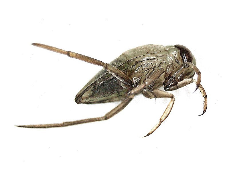 File:Notonecta spec. (Notonectidae) - (nymph), Elst (Gld), the Netherlands - 2.jpg