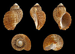 Nucella squamosa (Scaly Dogwhelk), Shell