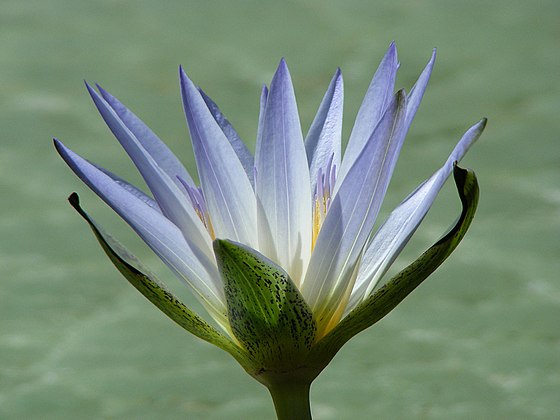 Blue Egyptian lotus, found in garden ponds