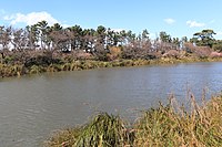 東畔から望む明神池と遊歩道添いのカワヅザクラ