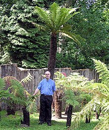 Transplanted Dicksonia antarctica tree ferns at Combe Martin Wildlife and Dinosaur Park, Devon, England Nzfern.arp.500pix.jpg