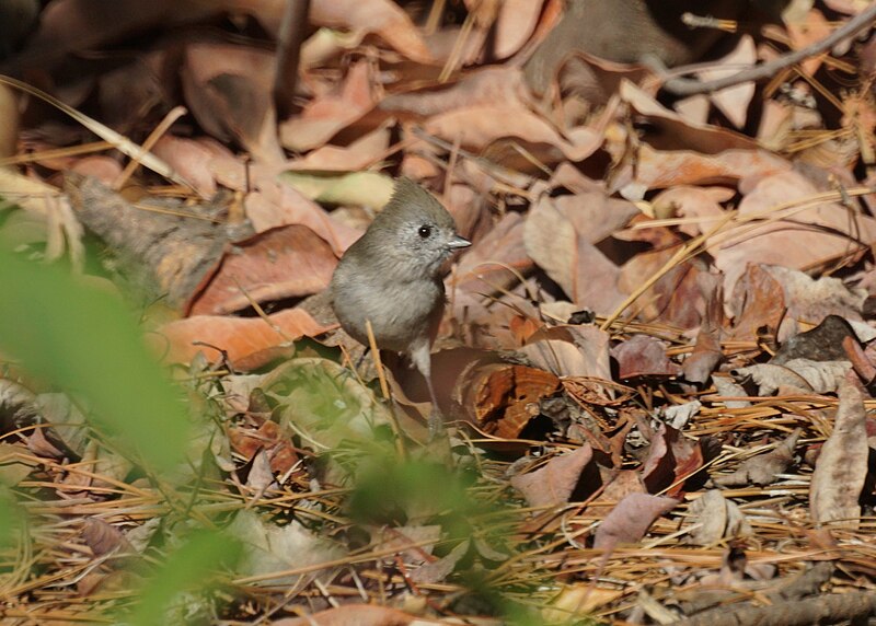 File:Oak Titmouse (15672600926).jpg