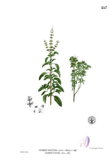 Ocimum tenuiflorum