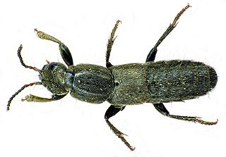 <i>Ocypus aeneocephalus</i> Species of beetle