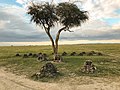Ol Pejeta Rhino Cemetery & Memorial, Remembering Sudan (the last male northern white rhino) One Year On (46723597264).jpg