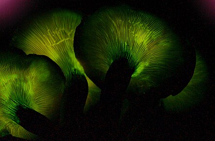 Гнилушки источник света. Omphalotus Olearius. Биолюминесценция грибы. Светящиеся грибы биолюминесценция. Омфалотус гриб светящийся.
