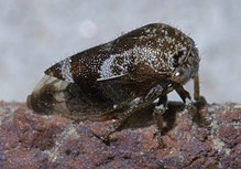 Ophiderma P1390453a.jpg