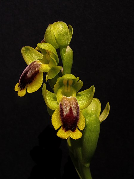 File:Ophrys lutea - Ophrys amarilla (8938345678).jpg