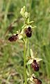 Ophrys × hybrida Germany - Hohenlohe