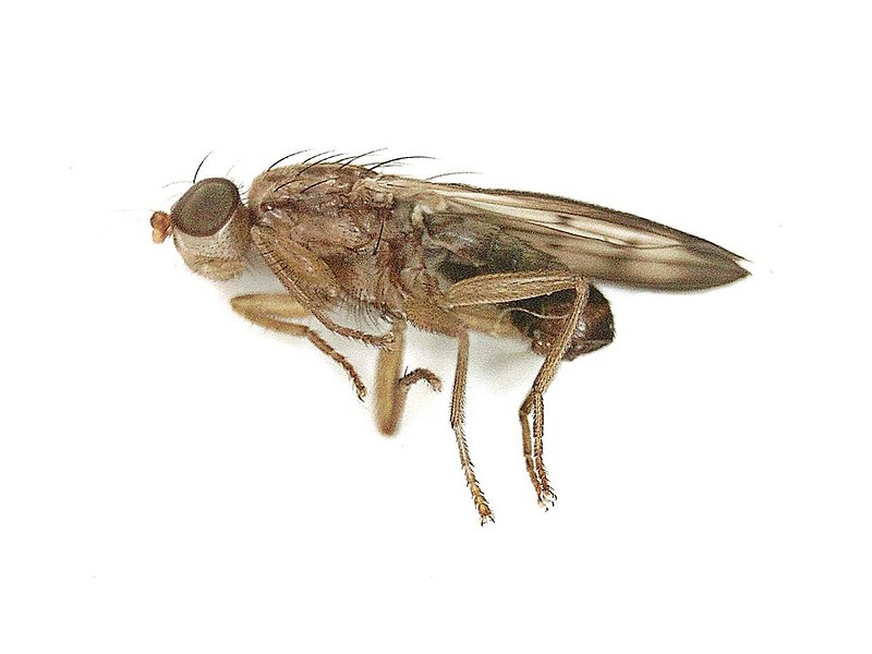 File:Opomyza germinationis (Opomyzidae) - (imago), Elst (Gld), the Netherlands - 3.jpg