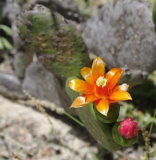 <i>Tacinga inamoena</i> Species of cactus