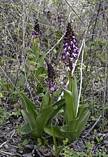 Orchis purpurea (Orchis pourpre)