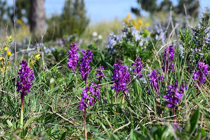 File:Orchis mascula kz10.jpg