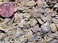 Brachiopods and bryozoans in an Ordovician limestone, southern Minnesota.