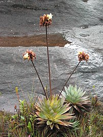Gewohnheit von Orectanthe sceptrum, einer Xiridaceae.