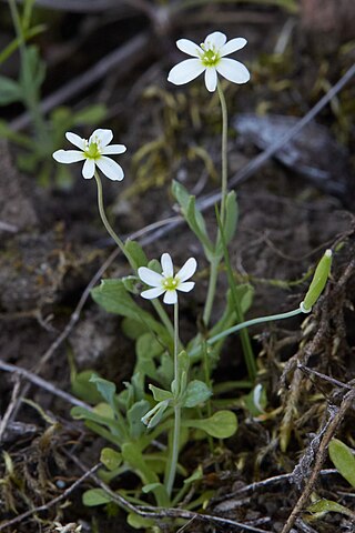 <i>Meconella oregana</i> Species of flowering plant