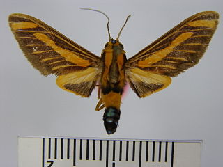 <i>Ormetica sypilus</i> Species of moth