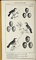 1-4 Melodious Warbler  (Hippolais polyglotta, cat.), 5-7 Icterine Warbler  (Hippolais icterina, cat.), 9-12 Great Reed Warbler  (Acrocephalus arundinaceus, cat.)