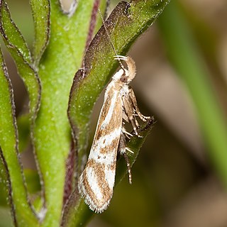 <i>Orophia</i> Genus of moths