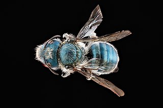 <i>Osmia distincta</i> Species of bee