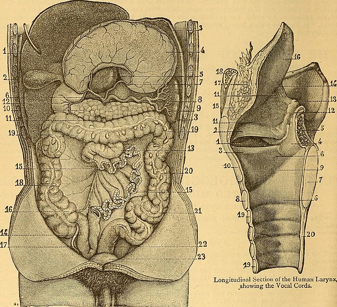 File:Outlines of the pathology and treatment of syphilis and allied venereal diseases (1886) (14801774023).jpg