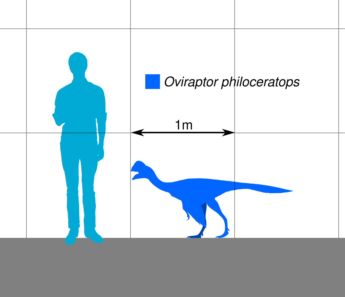 File:Forfexopterus Size Comparison.svg - Wikipedia