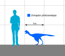 Dimensioni di O. philoceratops