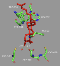 Depiction of lanosterol in the active site of OSC. Key residues and hydrogen bond interactions are shown. Oxidosqualene cyclase active site.png
