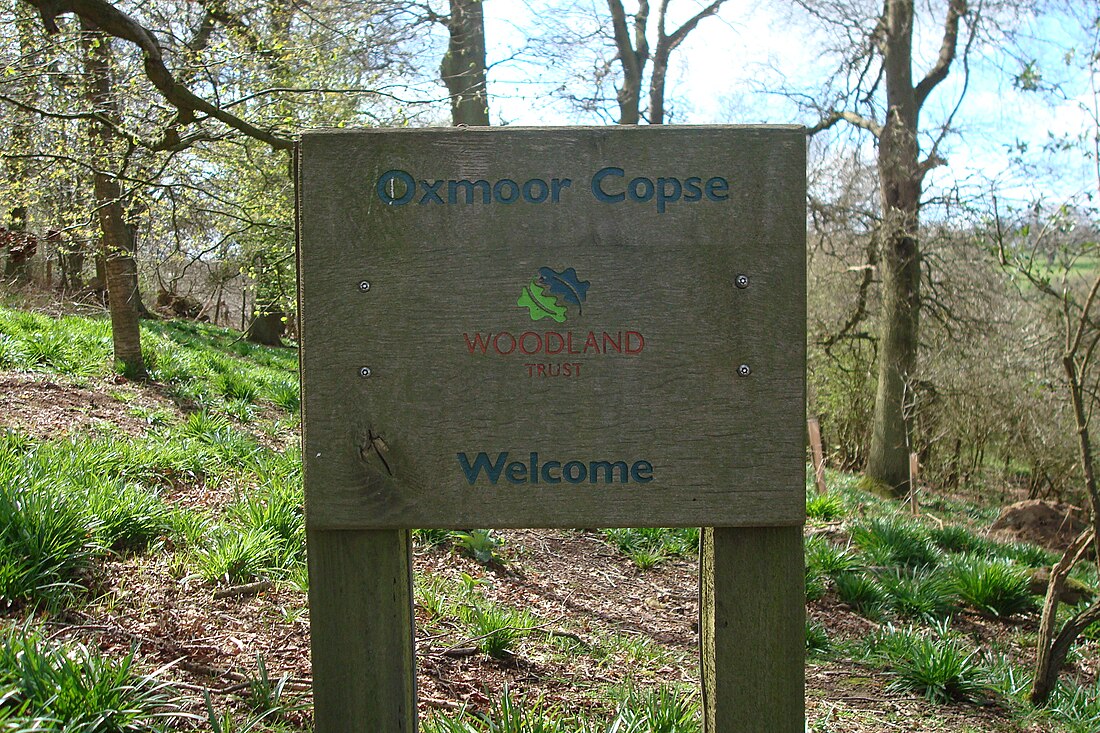 Oxmoor Copse