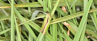 <i>Oxya sinuosa</i> Species of short-horned grasshopper