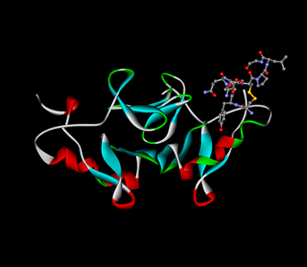 Oxytocin (ball-and-stick) bound to its carrier protein neurophysin (ribbons)