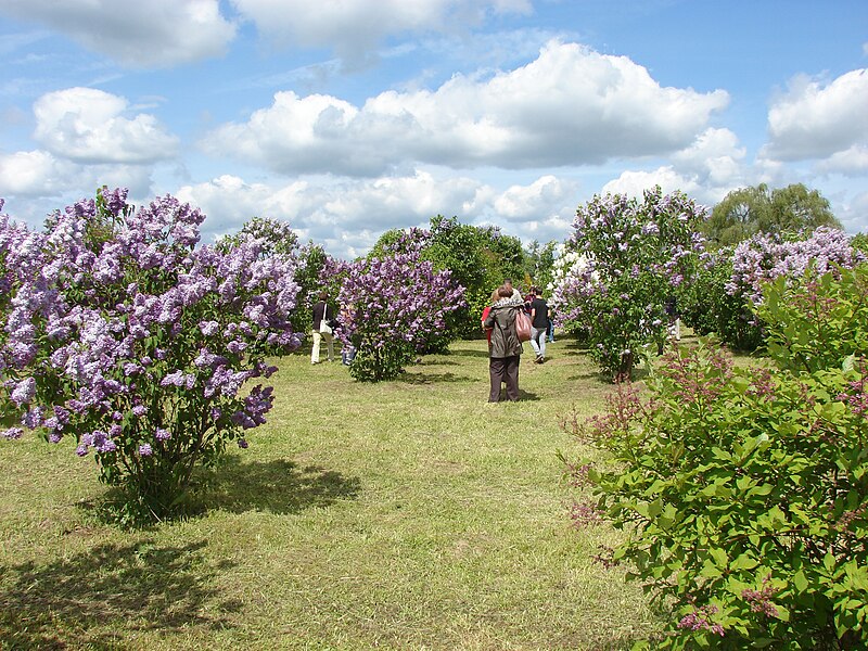 File:Pētera Upīša ceriņu dārzs, Parūķis, Krimūnu pagasts, Dobeles novads, Latvia - panoramio (1).jpg